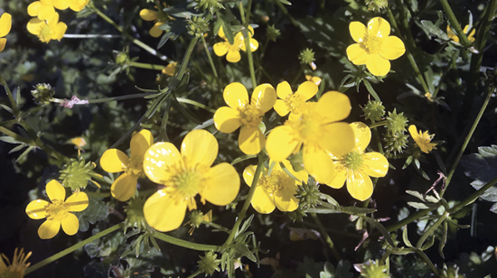 Yellow buttercup weeds.