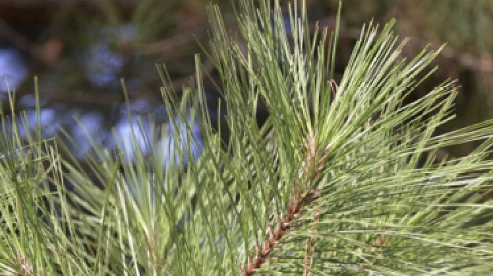 Loblolly Pine Tree