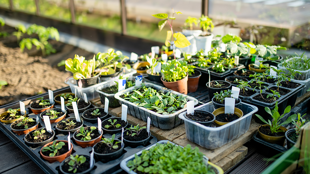 Garden plants in various containers on a wooden table