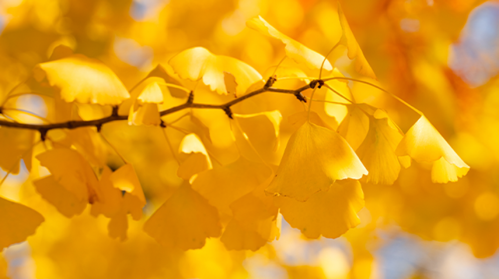 Ginkgo yellow leaves in the fall