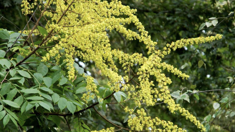 golden rain tree