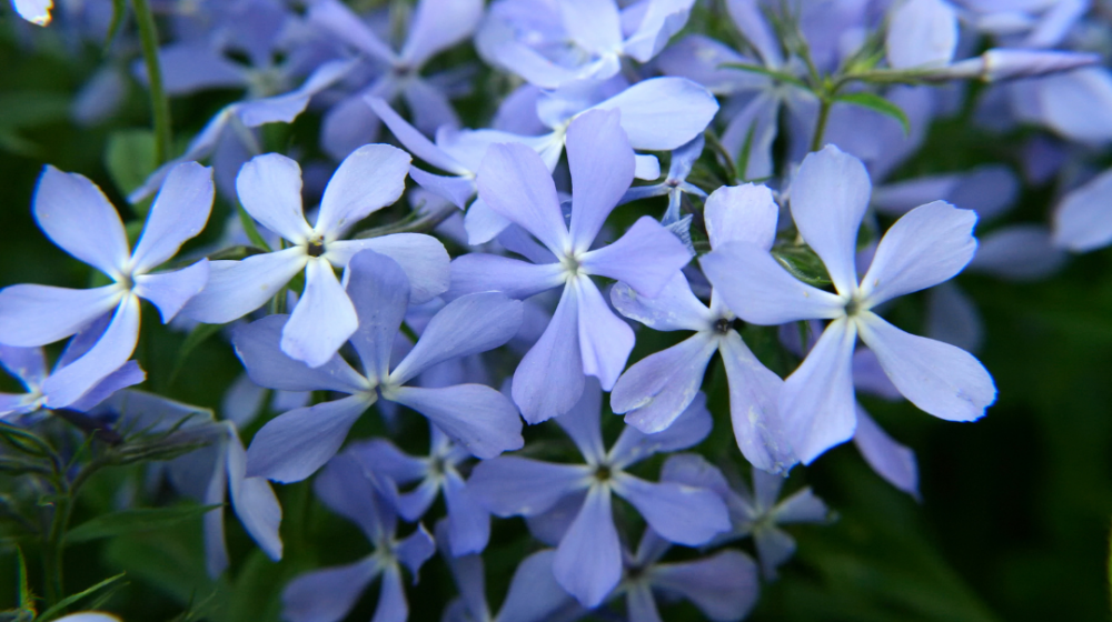 Blue phlox.