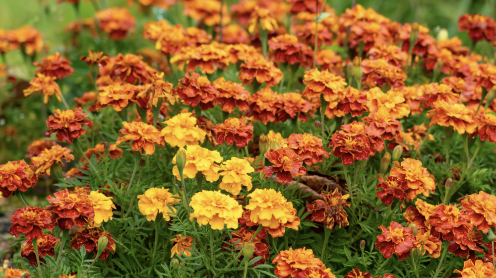 A field of orange and yellow marigolds.