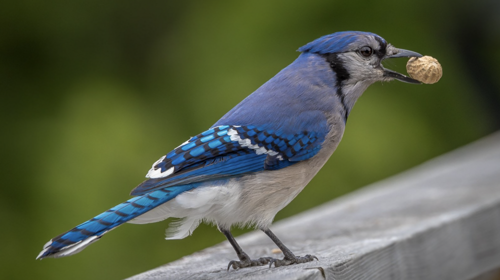 Blue Jay with nut in mouth.