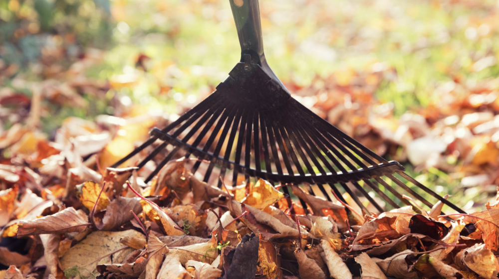 Raking leaves