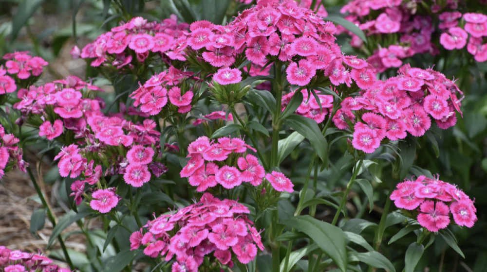 Pink flowers