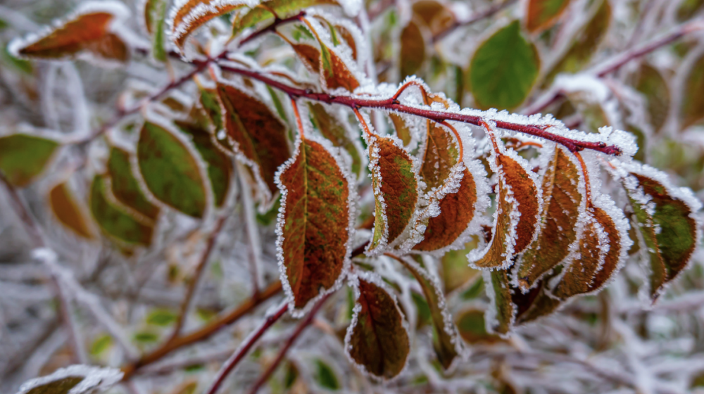 Frost on a plant.