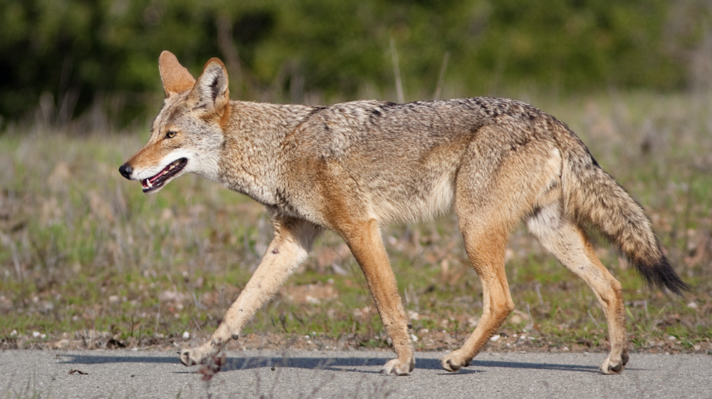 A coyote walking.