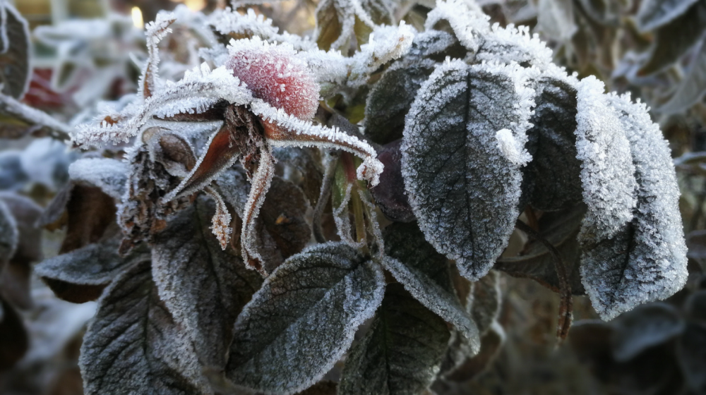 Frozen plants. 