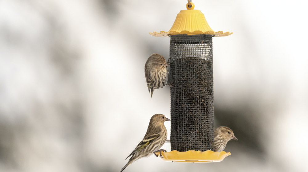 Three birds on a bird feeder.