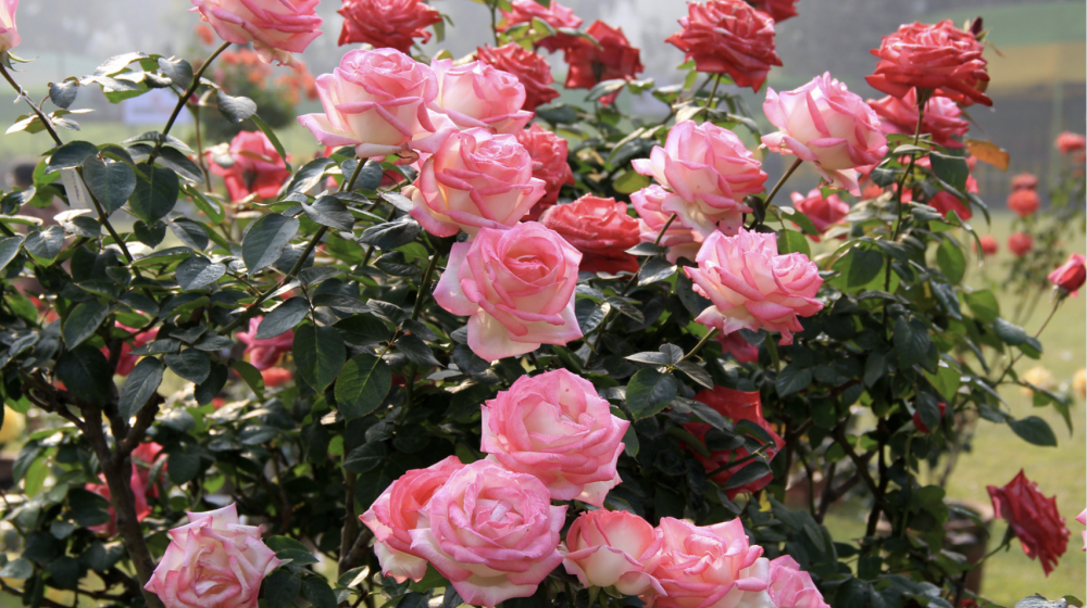 Pink roses on a bush.