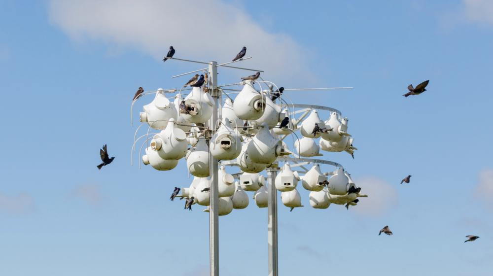 Purple martins flying around white gourds.