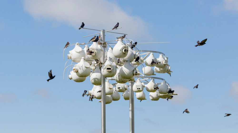 Purple martins flying around white gourds. 