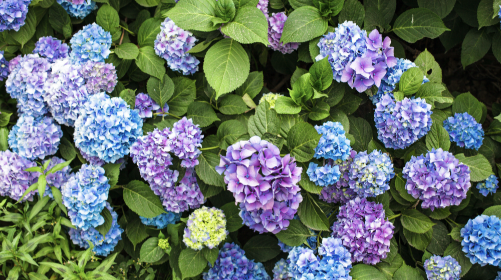 Blue and purple hydrangeas. 