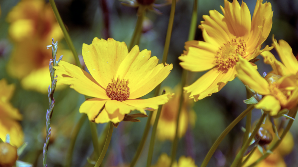 Yellow coreopsis flowers.