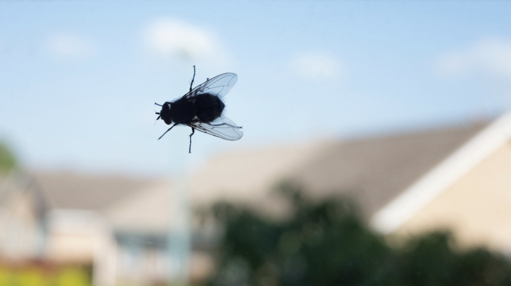 A fly on a window with homes in the background.