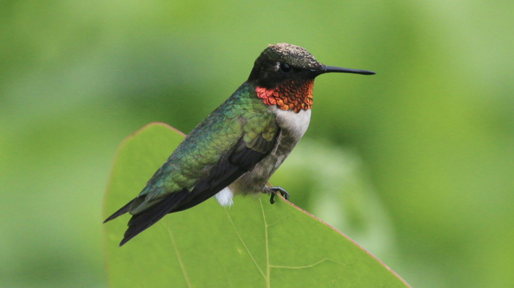 Ruby throated hummingbird on a leaf.