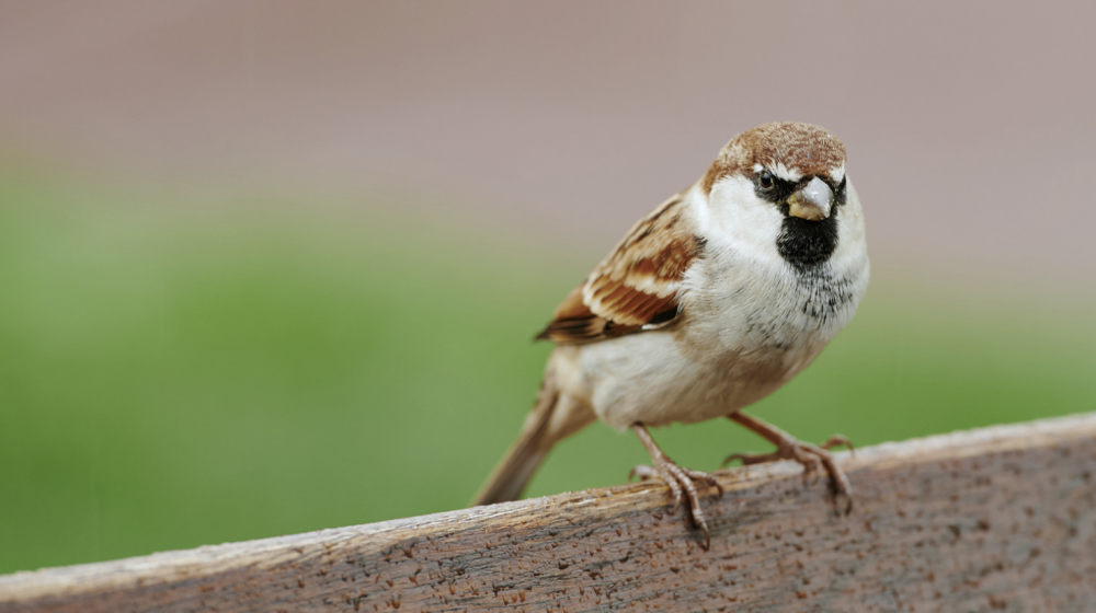 A house sparrow.