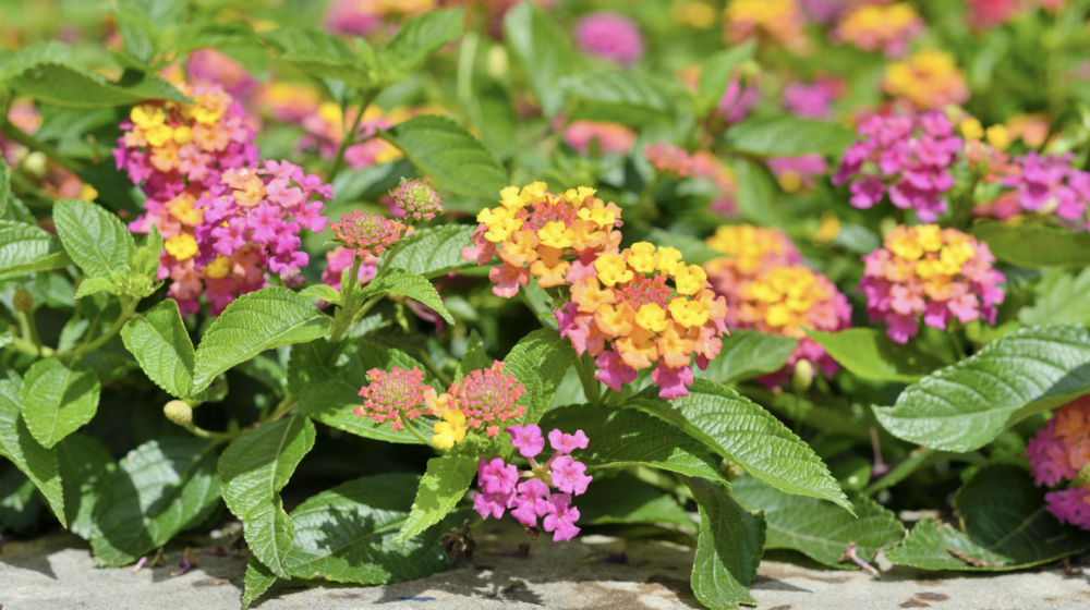 Pink and yellow lantana.