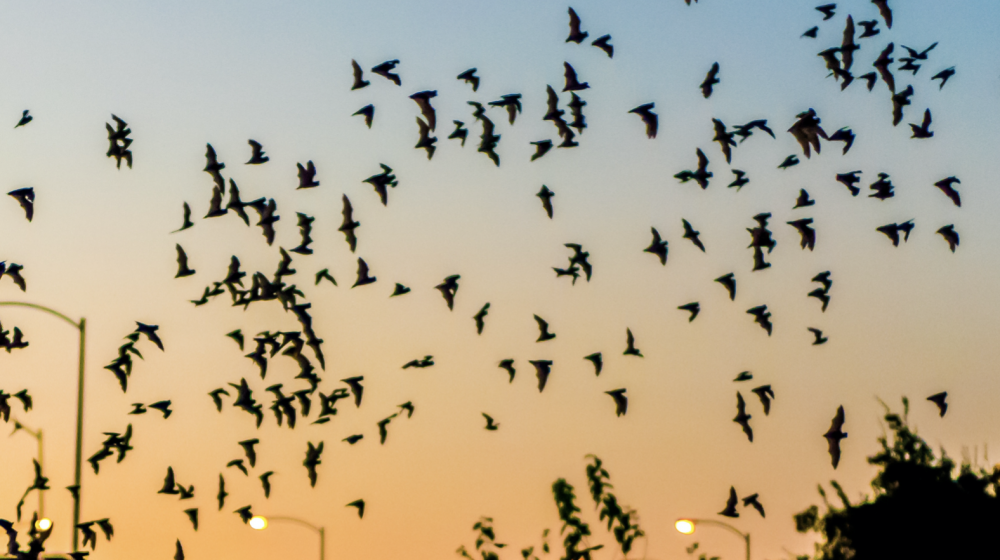 Bats fly against the sky as the sun sets.