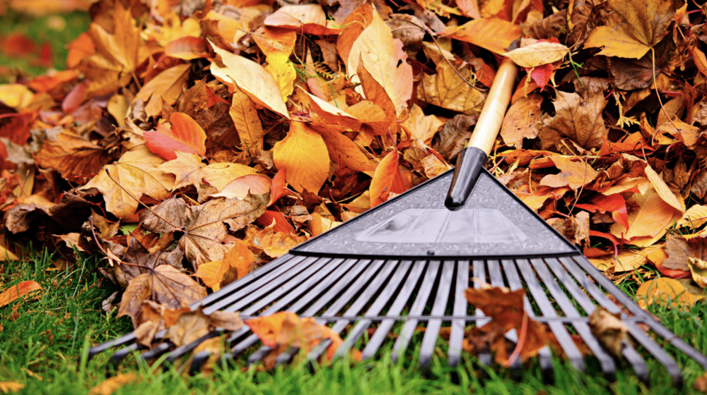 A rake in orange leaves.