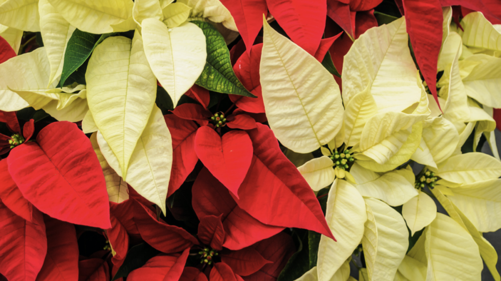 Red and Yellow Poinsettias