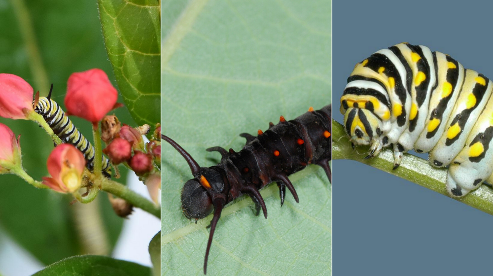 three different pictures of caterpillars. 