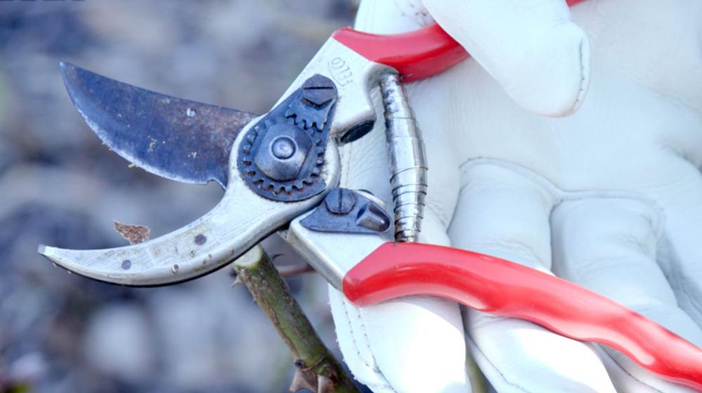 A closeup of a gloved hand holding a pair of bypass pruning shears.