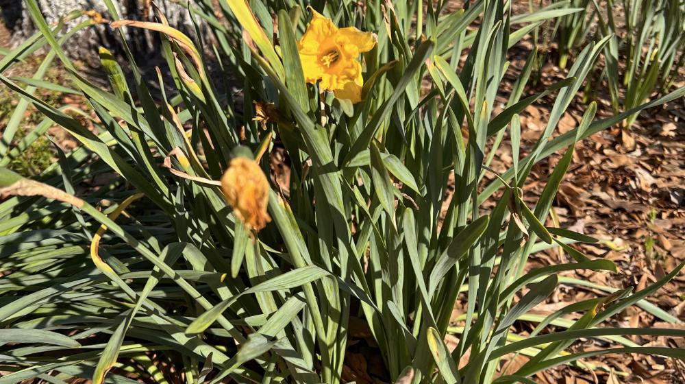 Frayed Daffodils
