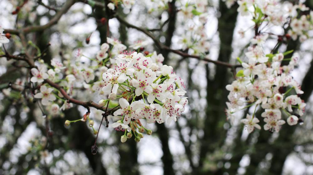 Bradford pear tree blooms