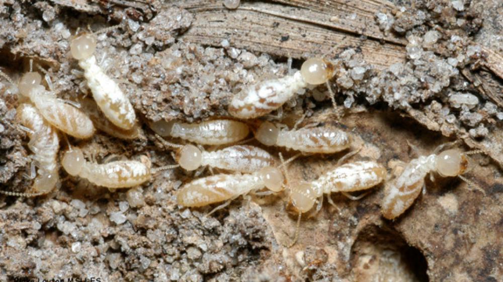 Several worker eastern subterranean termites eat a piece of dead wood. 
