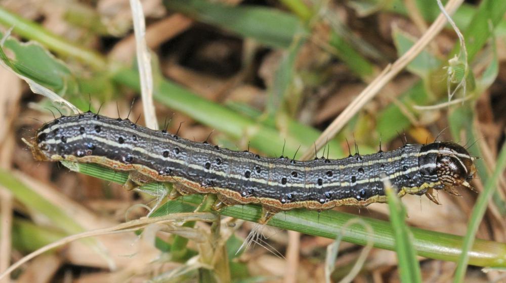 Closeup of an armyworm