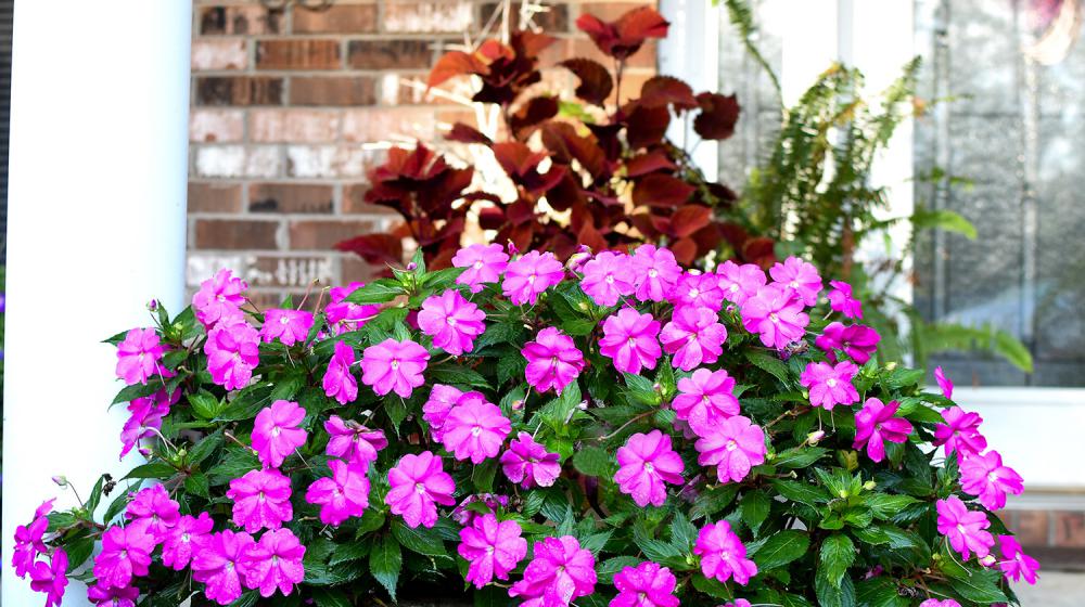 A combination container with pink impatiens and red and green coleus. 