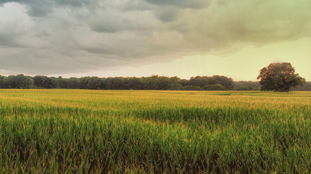 A corn field at sunset.