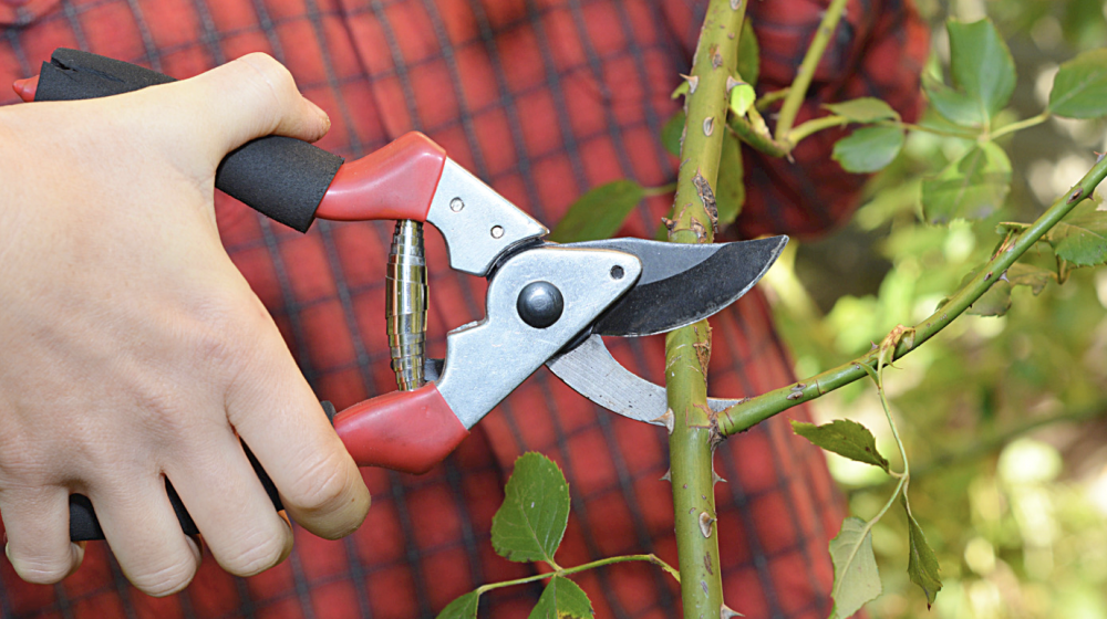 close up of a person pruning a branch with pruning sheers