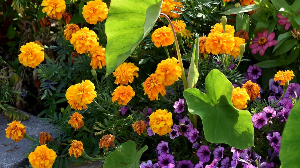 marigolds planted with other ornamentals.