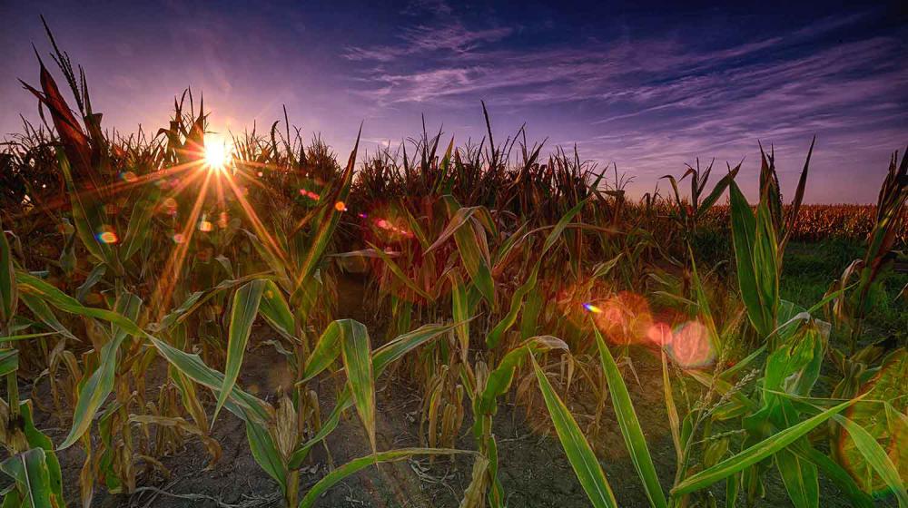 The sun shines over the horizon stretching above a corn field.