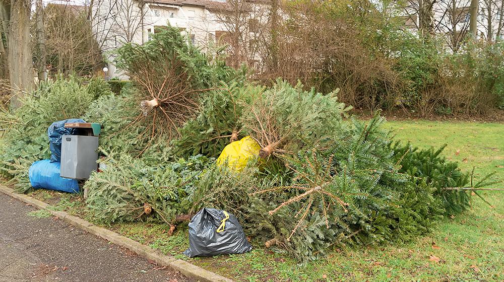 Real Christmas trees piled with curbside garbage