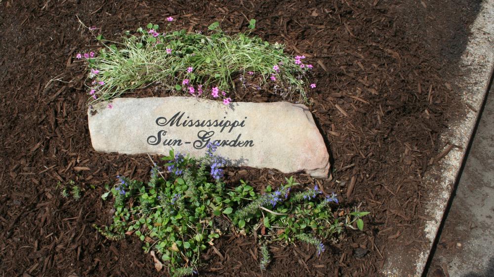 A stone with the words "Mississippi Sun-Garden" sits in brown mulch whith purple and pink flowers above and below it.