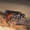 A Larra bicolor wasp attacking a mole cricket. (Lyle Buss, University of Florida)