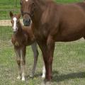 Cal Senorita, an American quarter horse on Mississippi State University's South Farm, stands with her third foal born in 2005. Cal delivered this filly on March 16. Two surrogate mothers delivered her colts on Feb. 12 and Feb. 21. The two colts were products of embryo transfer procedures performed last year at MSU.