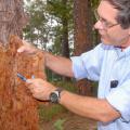 Glenn Hughes, a forestry specialist with Mississippi State University's Extension Service, points to the damage from pine bark beetles that are destroying this tree at Elks Lake in Forrest County. (Photo by Marco Nicovich)  