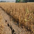 A combine harvests soybeans near a 33-inch deep crack in the soil in a field near Greenville. (Photo by Jim Lytle)