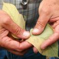 The spots on this kudzu leaf in Wilkinson County are evidence of the disease. (Photo by Bob Ratliff)