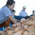 Mississippi State University student Jordan Jones of Olive Branch gets ready to pack sweet potatoes headed to food pantries across the state. (Photo by Lynn Reinschmiedt)