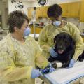 Dr. Kim Johnson, right, is a veterinary oncologist at MSU's College of Veterinary Medicine and the only board certified veterinary oncologist in the state. Here she and animal health technician Lisa Chrestman treat Tucker Warren, a black Labrador retriever. (Photo by Tom Thompson)