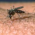 Mosquitoes can transmit several diseases -- including West Nile Virus -- and everyone should take precautions to avoid bites when outdoors, especially at dawn and dusk when mosquitoes are most active.