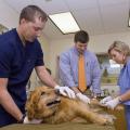 Ryan Detwiler, left, a veterinary technologist at Mississippi State University's College of Veterinary Medicine, calms a patient while veterinary medical student Trey Chapman and veterinary technologist Leslie Reed administer a treatment. (Photo by Tom Thompson)