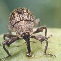 Boll weevils used to number in the thousands per acre in Mississippi, but boll weevil eradication reduced that number to just three found in the state in 2008. This boll weevil has punctured a cotton boll and is feeding.
