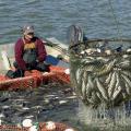 U.S. farm-raised catfish are being netted out for harvest from this Mississippi pond. The state's catfish industry is facing obstacles from very high feed prices, declining acreage and imported fish. (Photo by Marco Nicovich)